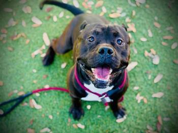 American Bulldog and Pit Bull Terrier Dogs Available for Adoption - BOSCO | PetCurious