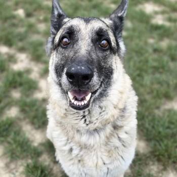 German Shepherd Dog Dogs Available for Adoption in Shepherdsville, Kentucky - Agnes | PetCurious