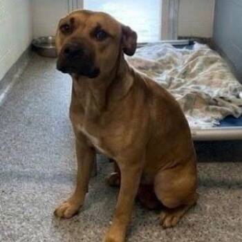 Mixed Breed Dogs Available for Adoption in Jeffersonville, Indiana - Dharma | PetCurious