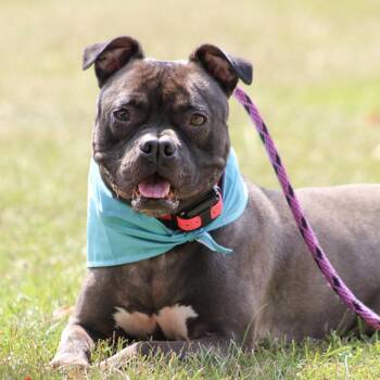 Mae Mae -  Pit Bull Terrier and Mixed Breed Dog for Adoption in Columbia, South Carolina - Mae Mae | PetCurious