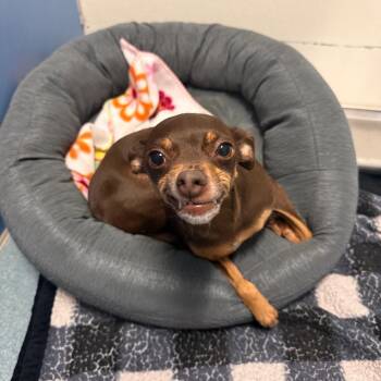 Pumpkin(Dunkin) -  Chihuahua and Rat Terrier Dog for Adoption in Edinburg, Texas - Pumpkin(Dunkin) | PetCurious