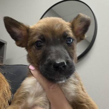 Brownie -  Mixed Breed Dog for Adoption in Midland, Texas - Brownie | PetCurious
