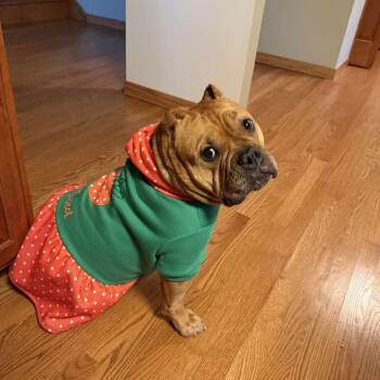 Rescue American Staffordshire Terrier Dogs for Adoption in Blaine, Minnesota - Gertrude | PetCurious