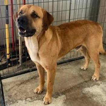 Puppy 26-10-054 -  Mastiff Dog for Adoption in Bastrop, Texas - Puppy 26-10-054 | PetCurious