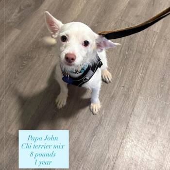Chihuahua and Terrier Dogs Available for Adoption in Tampa, Florida - Papa Johns | PetCurious