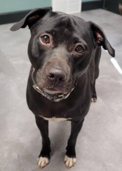 Rescue Staffordshire Bull Terrier Dogs for Adoption in Lisbon, Ohio - Estelle | PetCurious