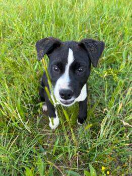 Border Collie and Boxer Dogs Available for Adoption in Watertown, Connecticut - Dempsey  | PetCurious
