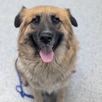 Lilac -  German Shepherd Dog and Mixed Breed Dog for Adoption in Grand Rapids, Michigan - Lilac | PetCurious