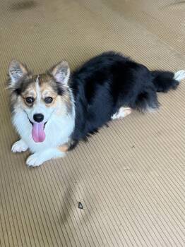 GUS -  Corgi Dog for Adoption in Rossford, Ohio - GUS | PetCurious