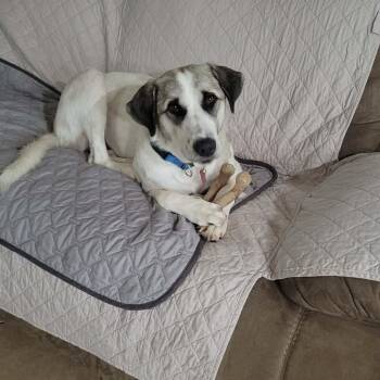 Lua -  Anatolian Shepherd Dog for Adoption in Coldwater, Michigan - Lua | PetCurious