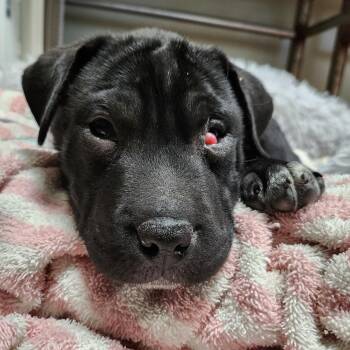 Rescue Pug and Shar Pei Dogs for Adoption in Tioga, Pennsylvania - Skully | PetCurious
