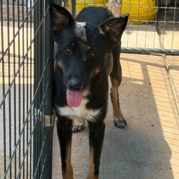 Chase -  Mixed Breed Dog for Adoption in Lake Jackson, Texas - Chase | PetCurious