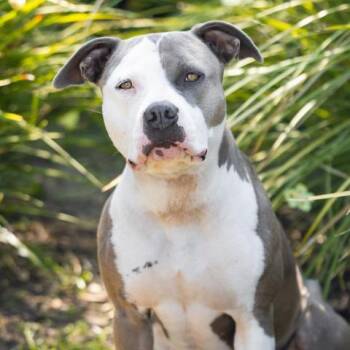 MARIPOSA -  Pit Bull Terrier Dog for Adoption in Camarillo, California - MARIPOSA | PetCurious