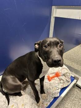 Pit Bull Terrier and Mixed Breed Dogs Available for Adoption - STORMIE | PetCurious