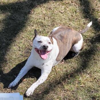 Australian Cattle Dog Blue Heeler Dogs Available for Adoption in East Peoria, Illinois - Owen Wilson | PetCurious