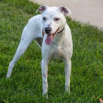 BINGO -  Beagle and Mixed Breed Dog for Adoption in St. Louis, Missouri - BINGO | PetCurious