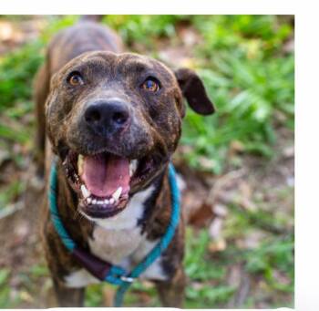 Terrier Dogs Available for Adoption in Brookhaven, Mississippi - Rigby 26 | PetCurious