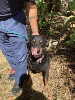 ROSETTA -  Mixed Breed Dog for Adoption in Dallas, Texas - ROSETTA | PetCurious