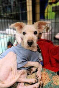 Junior -  Poodle Dog for Adoption in Chicago, Illinois - Junior | PetCurious