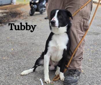 Rescue Border Collie and Shepherd Dogs for Adoption in Marion, Indiana - Tubby And Bandit | PetCurious
