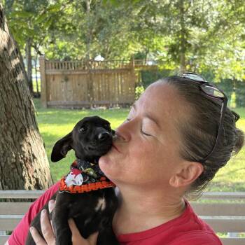 CRICKET- tiny girl -  Chihuahua and Chiweenie Dog for Adoption - CRICKET- Tiny Girl | PetCurious