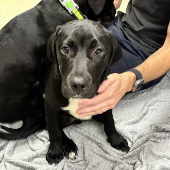 Cosmo -  Black Labrador Retriever and Mixed Breed Dog for Adoption in Windsor, Virginia - Cosmo | PetCurious