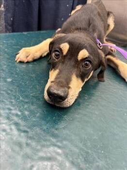 Rescue Black And Tan Coonhound and Husky Dogs for Adoption in Mobile, Alabama - DIESEL | PetCurious