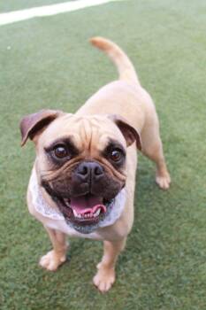 Pug Dogs Available for Adoption in Gardena, California - Aster | PetCurious