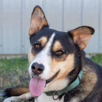 Rescue Husky Dogs for Adoption in La Grange, Texas - Buddy | PetCurious
