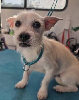 Border Terrier and Chihuahua Dogs Available for Adoption in Washington, District Of Columbia - Morty | PetCurious