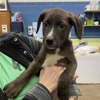 Ronnie -  Mixed Breed Dog for Adoption in Joliet, Illinois - Ronnie | PetCurious