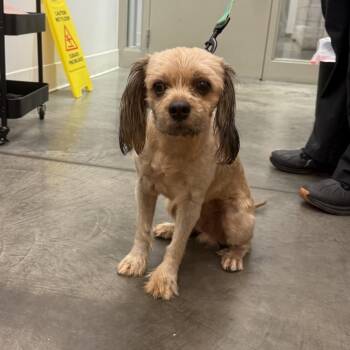 Mixed Breed Dogs Available for Adoption in Pittsburgh, Pennsylvania - GWAR | PetCurious