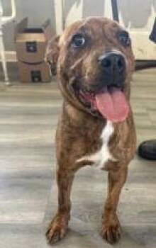 Rouge -  Shepherd and Mixed Breed Dog Available for Adoption in West Memphis, Arkansas - Rouge | PetCurious