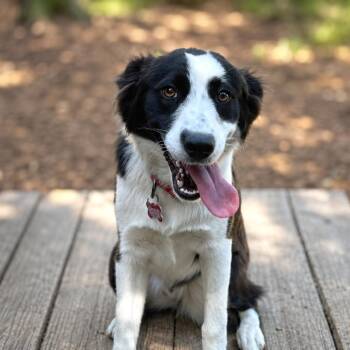 Lulu -  Border Collie Dog for Adoption in Boerne, Texas - Lulu | PetCurious