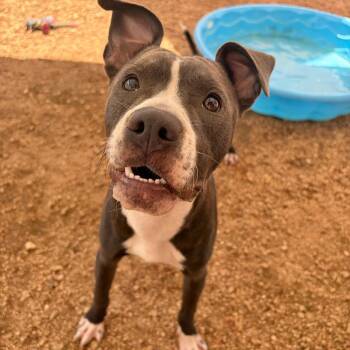 Dollie KCAC #736.26 -  American Staffordshire Terrier and Mixed Breed Dog for Adoption in Kerrville, Texas - Dollie KCAC #736.26 | PetCurious