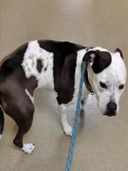 DUKE -  Pit Bull Terrier and Mixed Breed Dog for Adoption in St. Louis, Missouri - DUKE | PetCurious