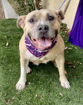 SHASTA -  Staffordshire Bull Terrier Dog for Adoption in Rowland Heights, California - SHASTA | PetCurious