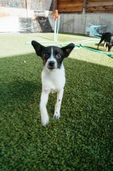 Rescue Chihuahua Dogs for Adoption in Jackson, Wyoming - Poppy | PetCurious