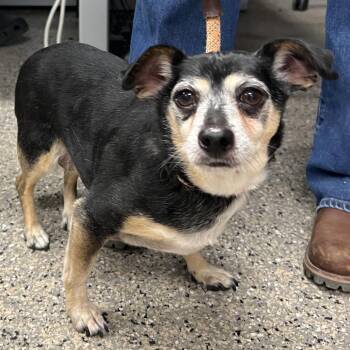 Lyla -  Mixed Breed Dog for Adoption in Las Cruces, New Mexico - Lyla | PetCurious