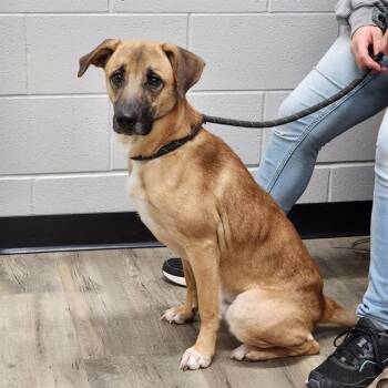 Rescue Black Mouth Cur and Mixed Breed Dogs for Adoption in Kalamazoo, Michigan - JIFF | PetCurious