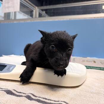 Terrier and Shepherd Dogs Available for Adoption in Edinburg, Texas - Connor | PetCurious