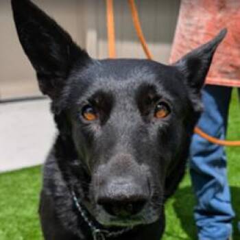Ivy -  Belgian Shepherd Malinois and Mixed Breed Dog for Adoption in Fairfax, Virginia - Ivy | PetCurious
