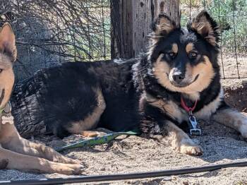 Ayla -  German Shepherd Dog and Husky Dog for Adoption in Incline Village, Nevada - Ayla | PetCurious