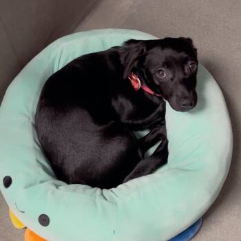 Dachshund Dogs Available for Adoption - Arya A2252964 | PetCurious