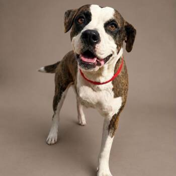 Rachel -  Boxer and Mixed Breed Dog for Adoption in Buchanan Dam, Texas - Rachel | PetCurious
