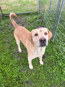 Labrador Retriever Dogs Available for Adoption - Prince B | PetCurious