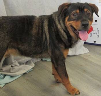 Rescue Shepherd and Rottweiler Dogs for Adoption in West Memphis, Arkansas - Chesney | PetCurious