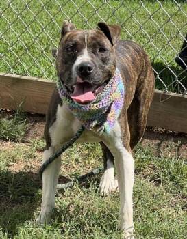 Runa $25 -  Pit Bull Terrier and Mixed Breed Dog for Adoption in Seneca, South Carolina - Runa $25 | PetCurious