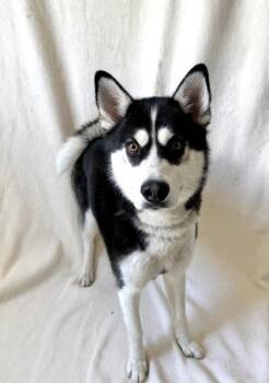 Chinook -  Siberian Husky Dog for Adoption in Buffalo, Minnesota - Chinook | PetCurious