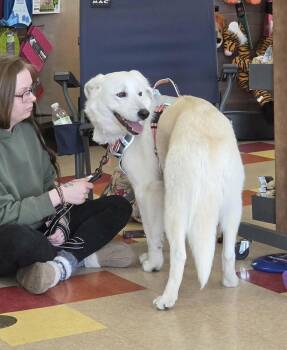 Laya -  Great Pyrenees and Labrador Retriever Dog for Adoption in West Peoria, Illinois - Laya | PetCurious